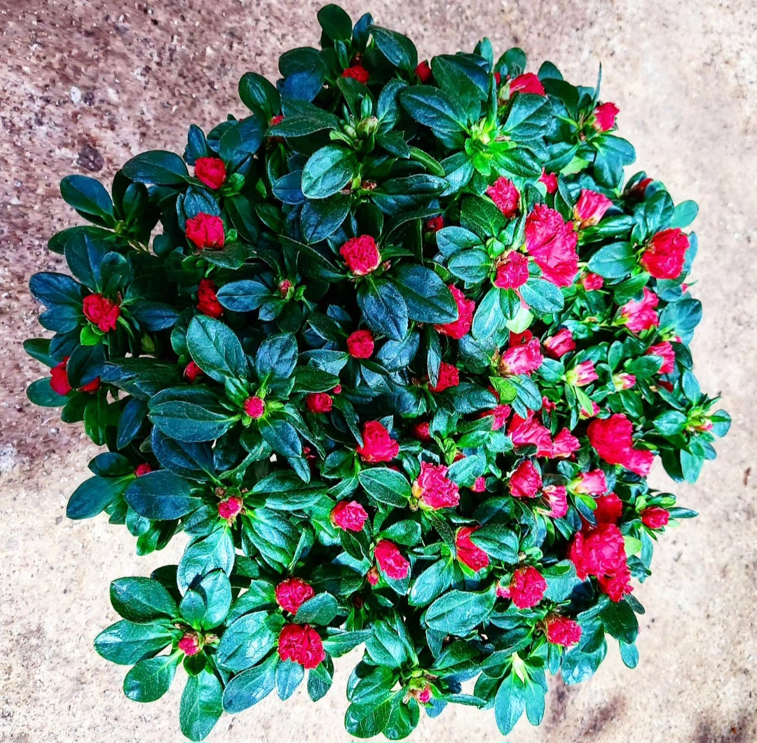Azalée (azalea)