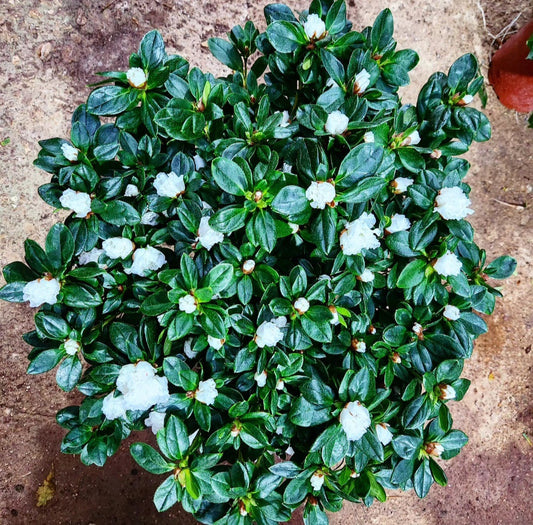 Azalée (azalea)
