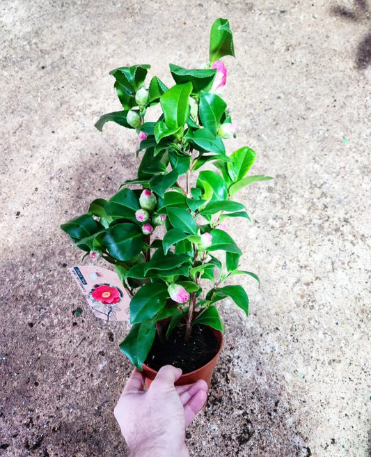 Camelia