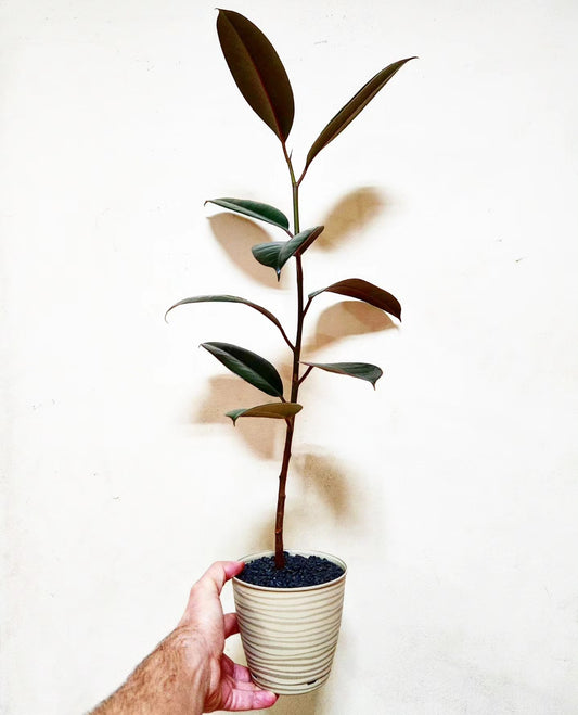 Ficus elastica
