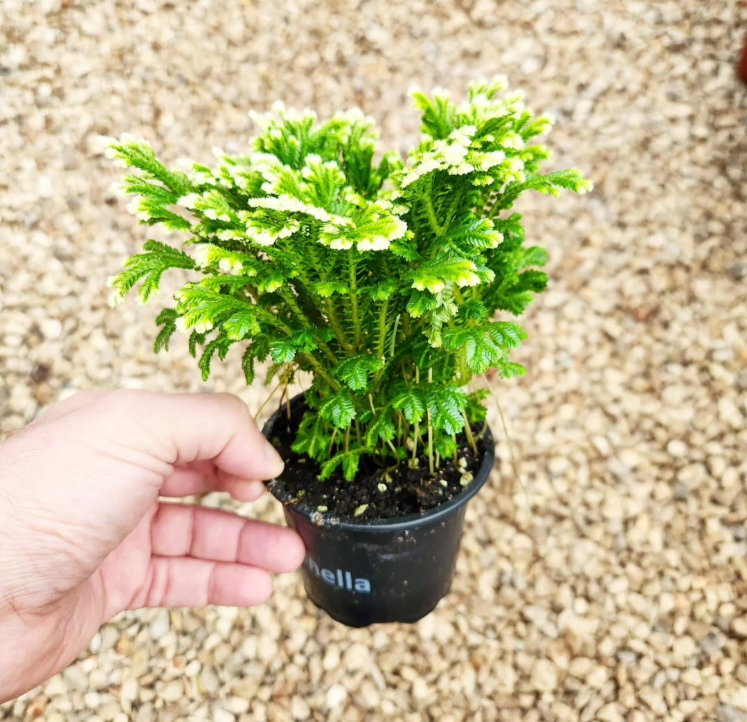 Selaginella