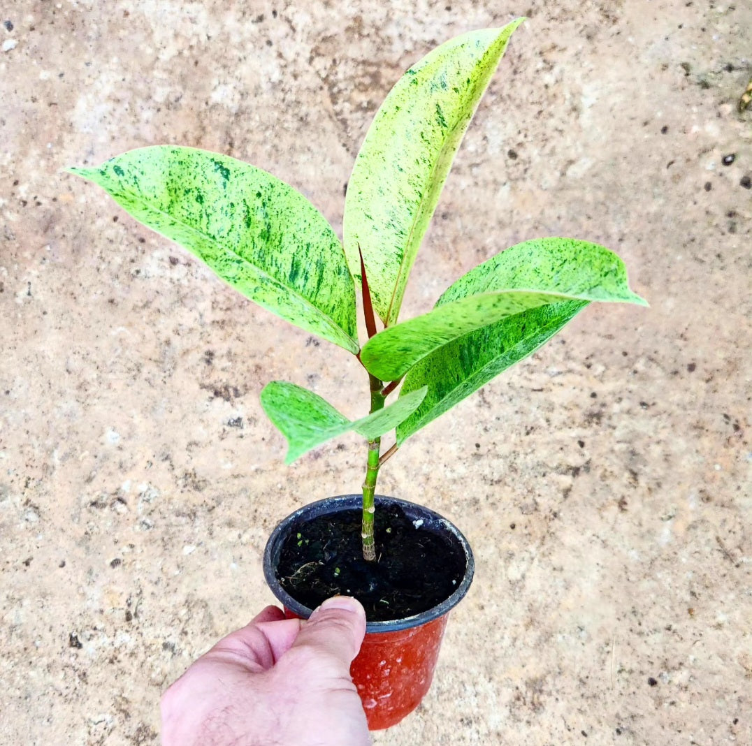 Ficus elastica