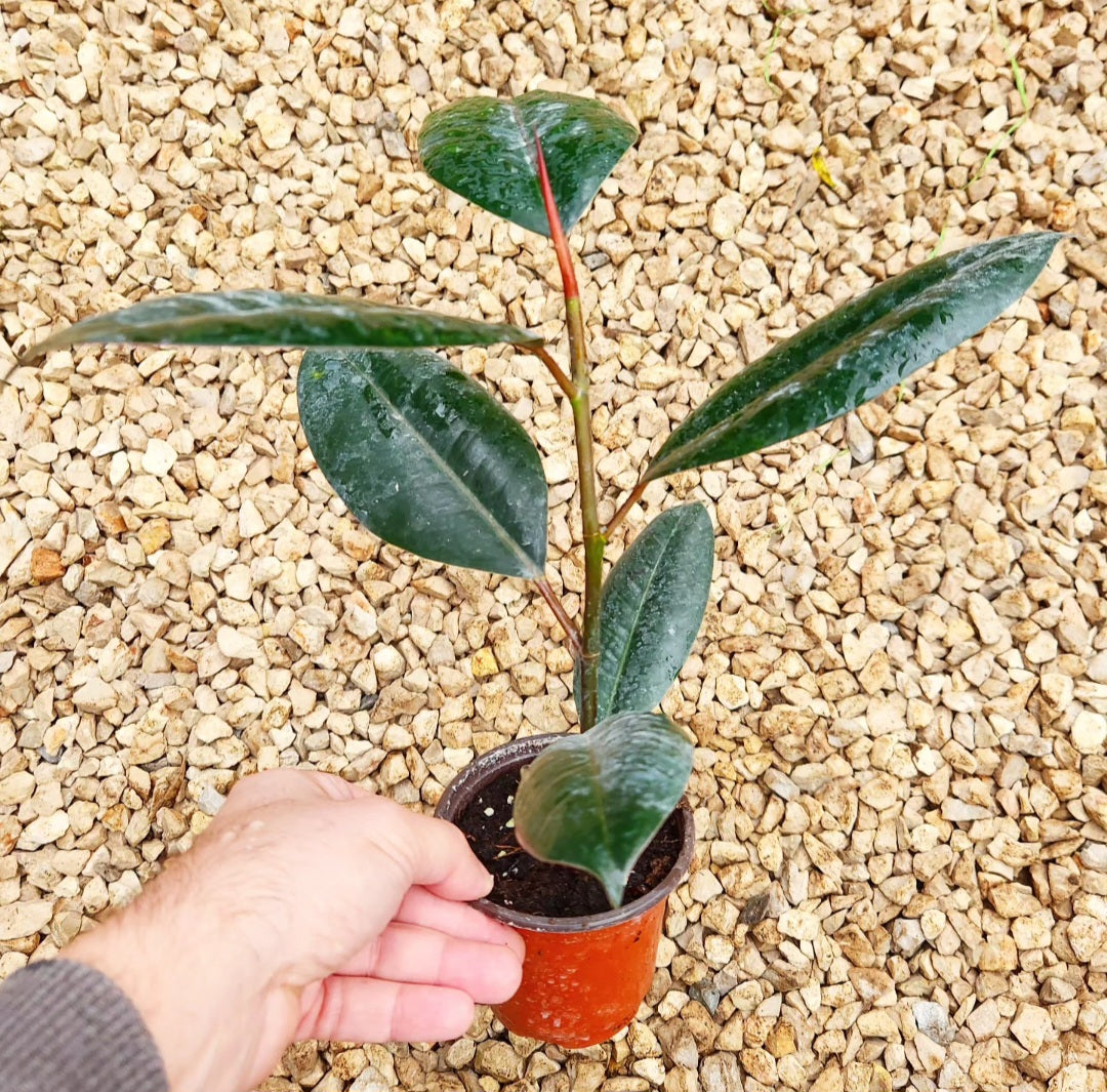 Ficus elastica