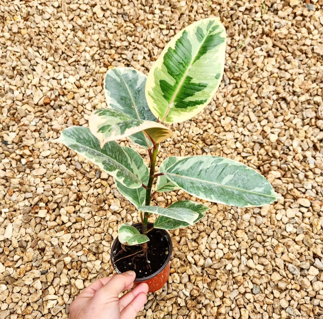 Ficus elastica