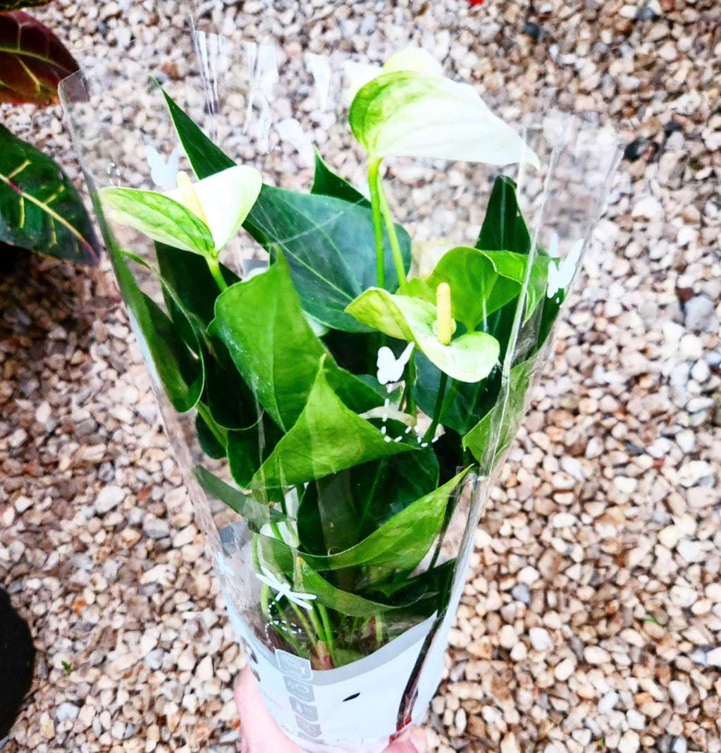 Anthurium