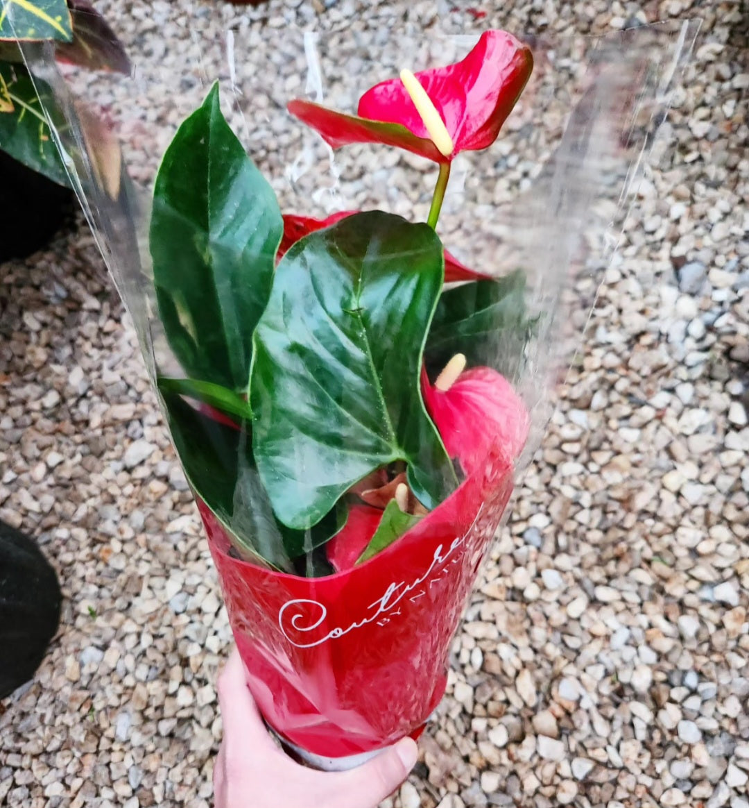Anthurium