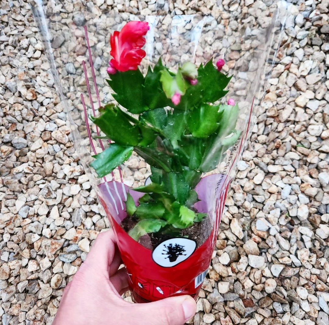 Schlumbergera cactus de noël