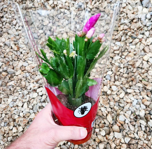 Schlumbergera cactus de noël