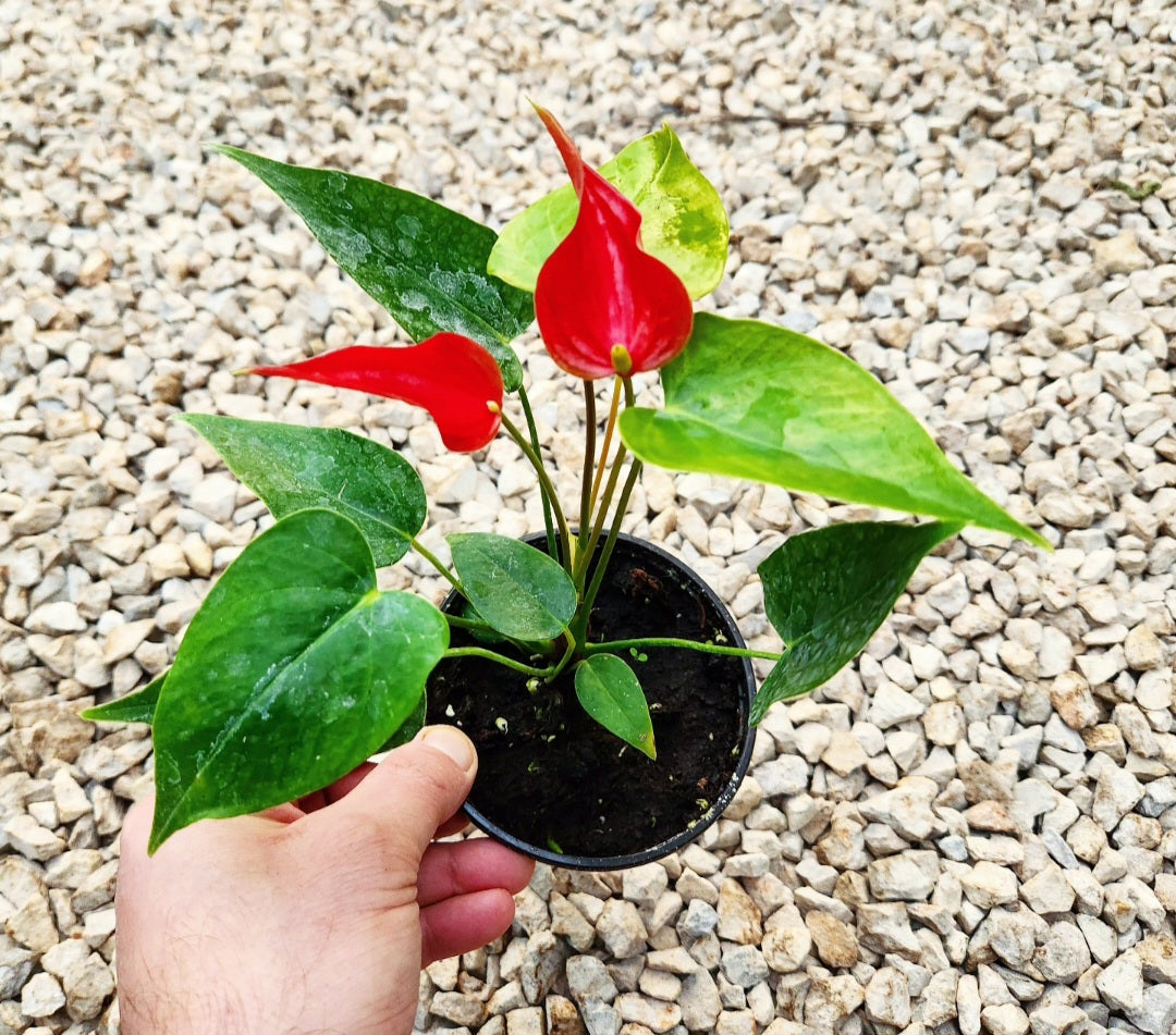 Anthurium