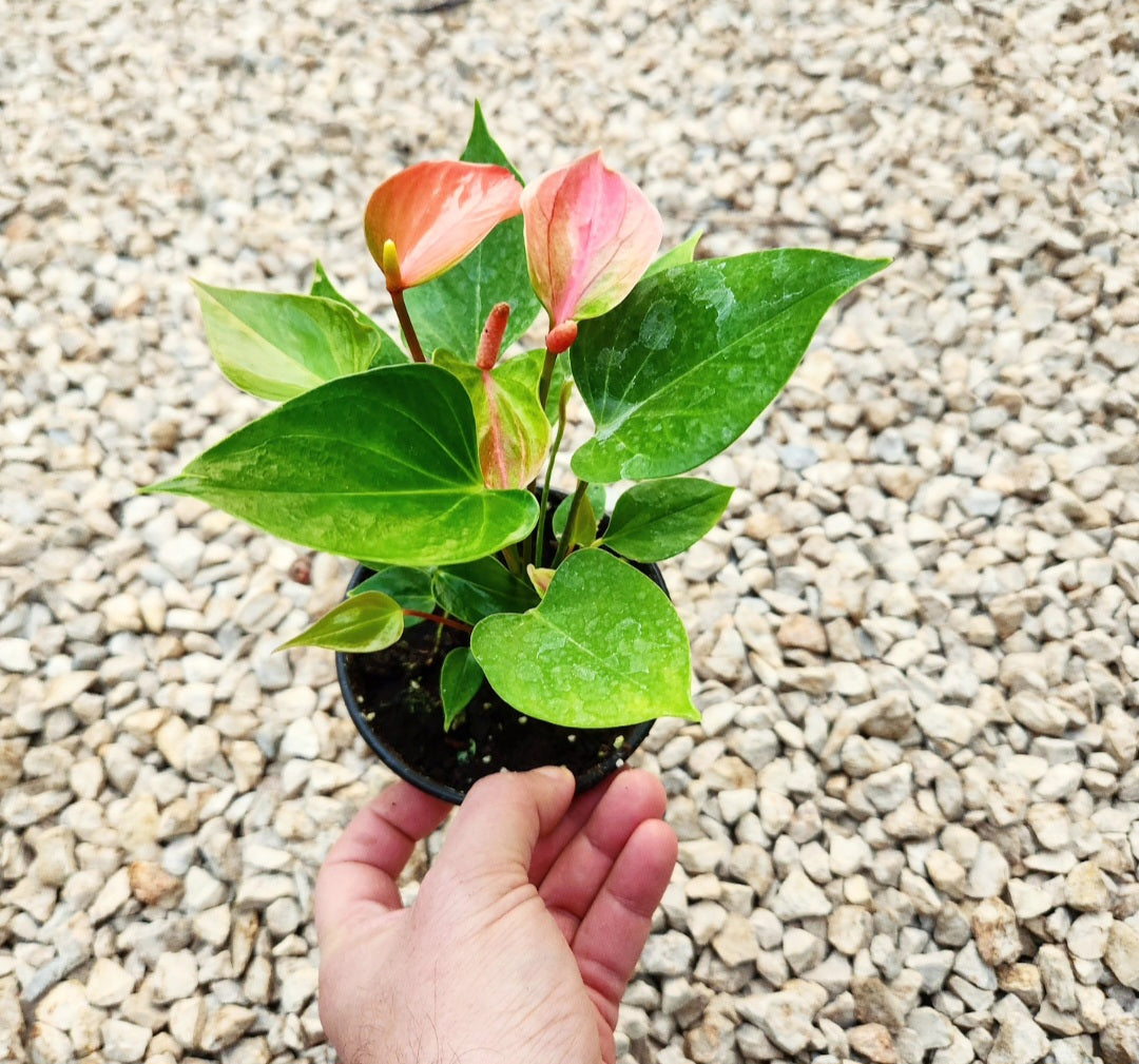 Anthurium