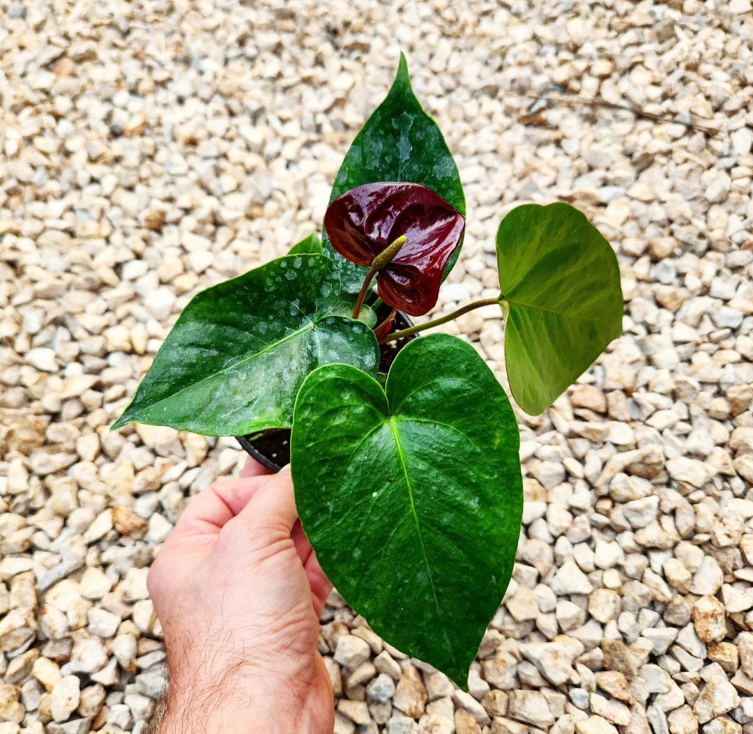 Anthurium