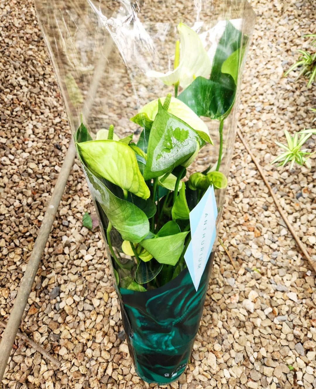Anthurium