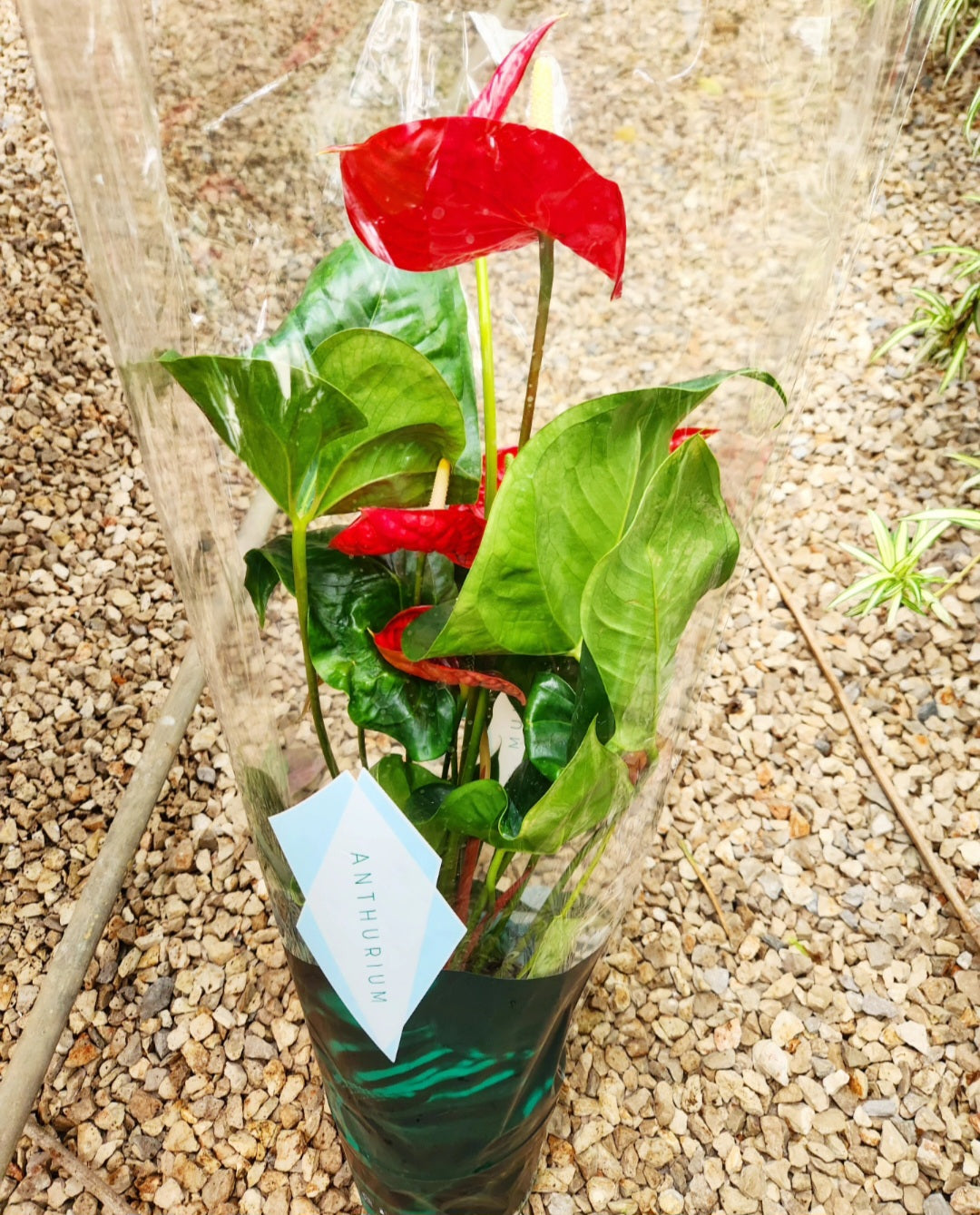 Anthurium