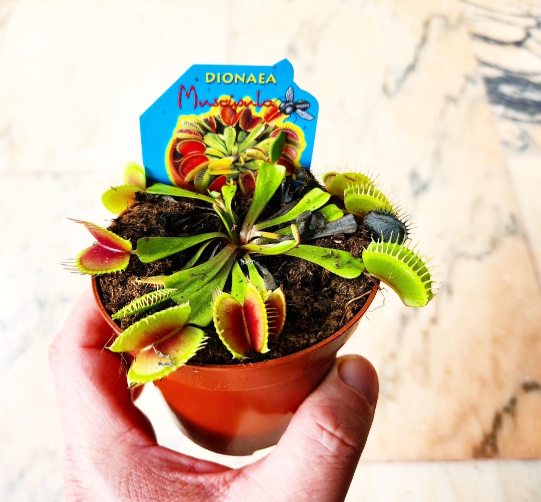 Dionée (flytrap)