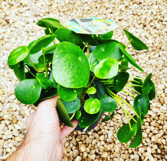 Pilea peperomioides