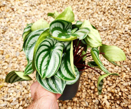 Peperomia argyreia