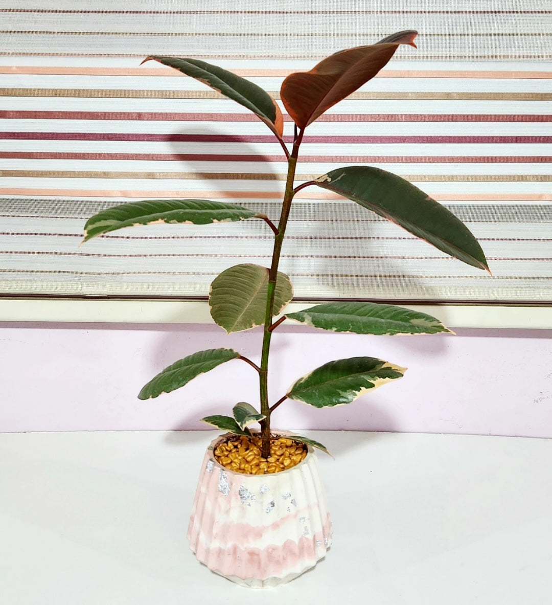 Ficus elastica