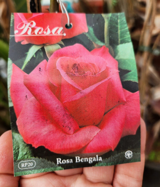 Rosier grimpant
