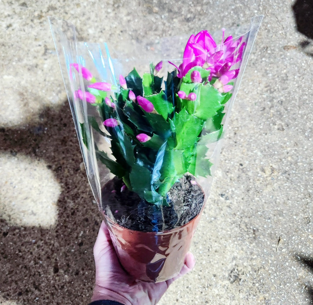 Schlumbergera cactus de noël