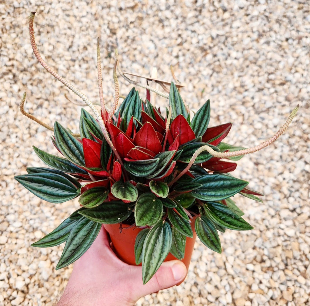 Peperomia caperata rosso