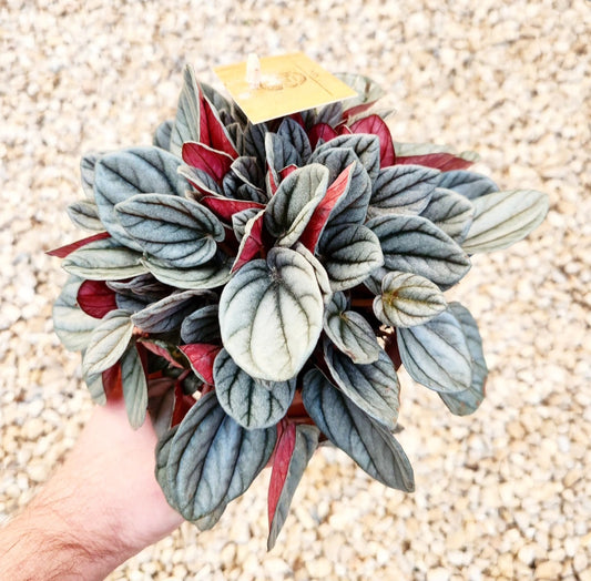 Peperomia napoli night