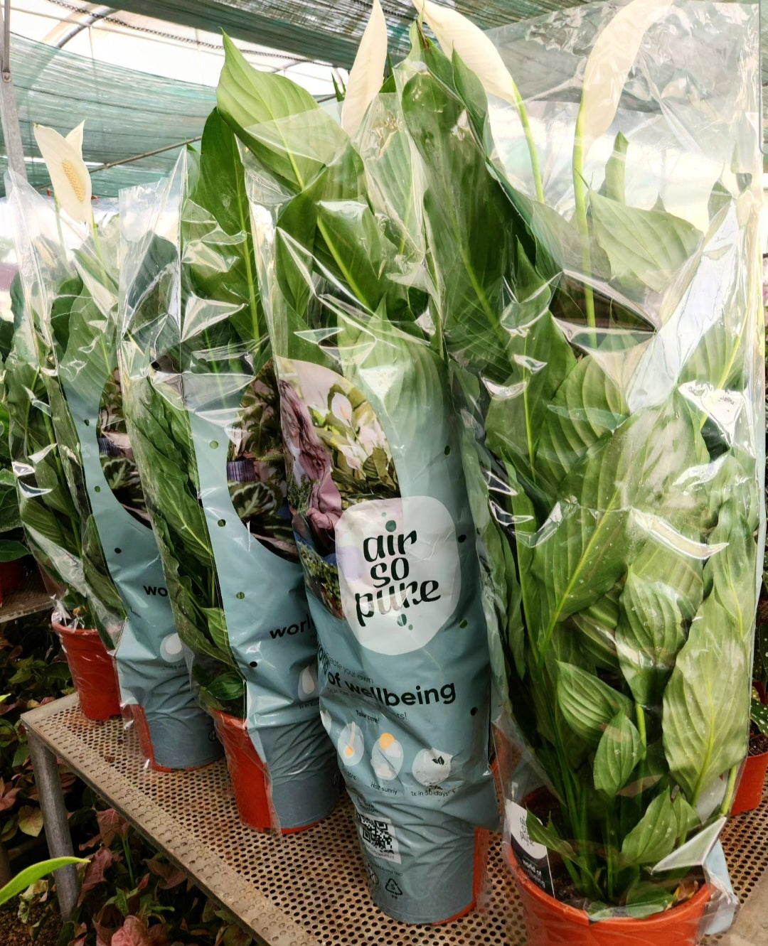 Spathiphyllum (fleur de lune)