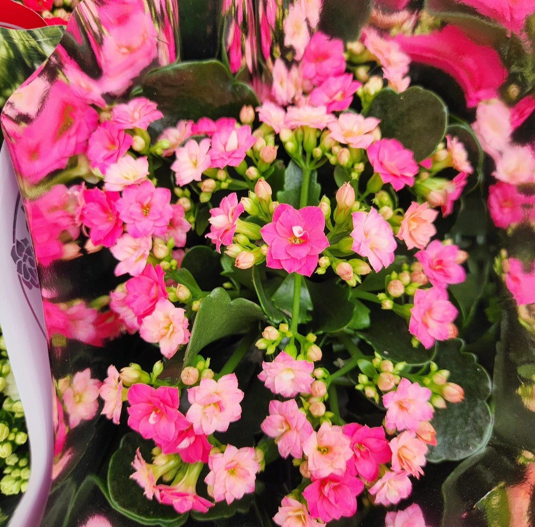 Kalanchoe blossfeldania