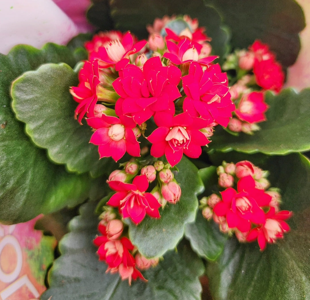 Kalanchoe blossfeldania