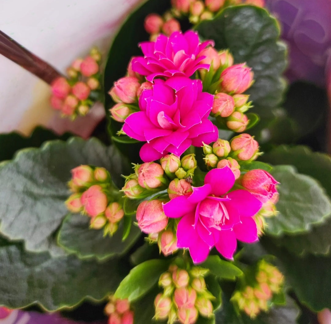 Kalanchoe blossfeldania