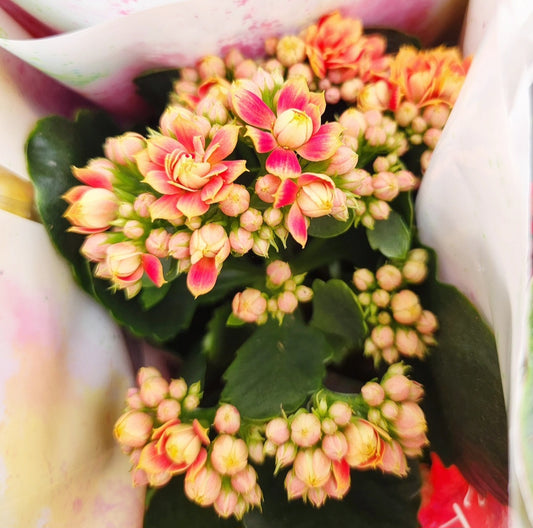 Kalanchoe blossfeldania