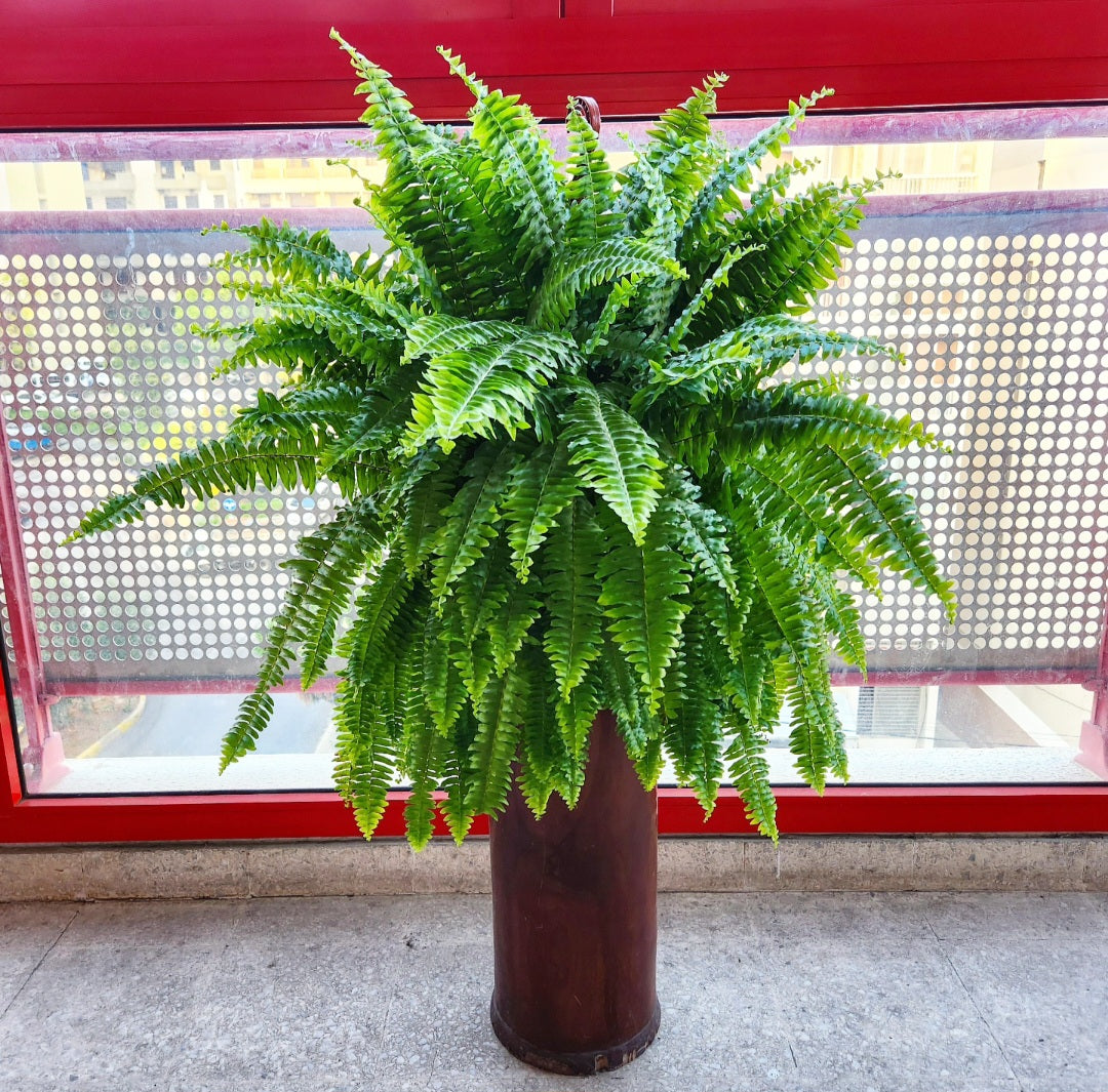 Fougère (fern)
