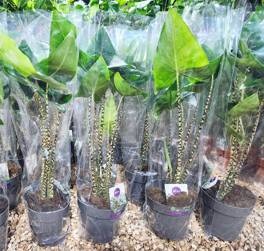 Alocasia zebrina