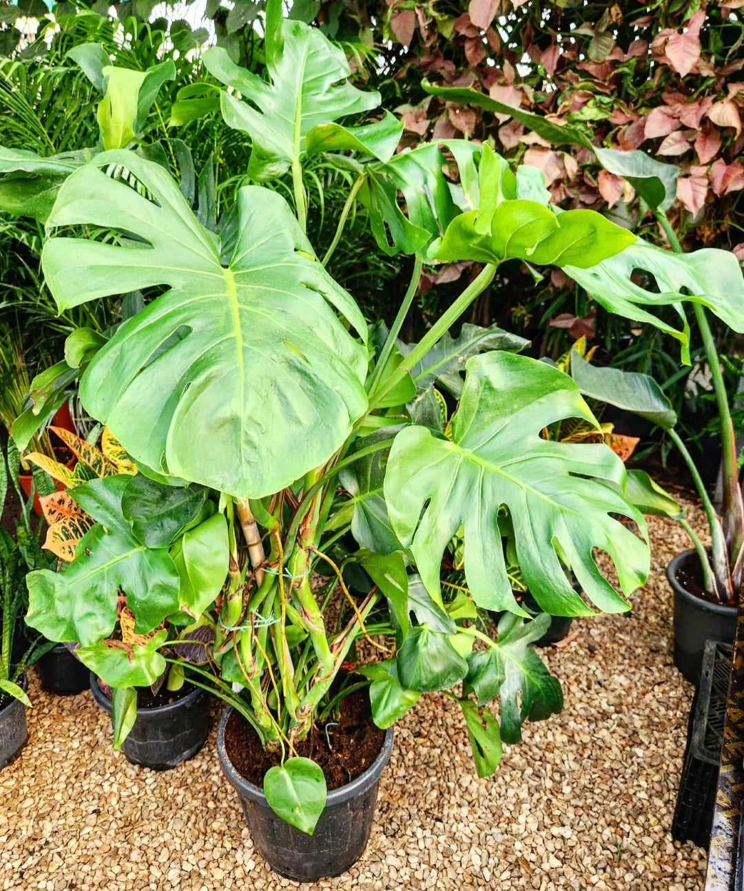 Monstera deliciosa