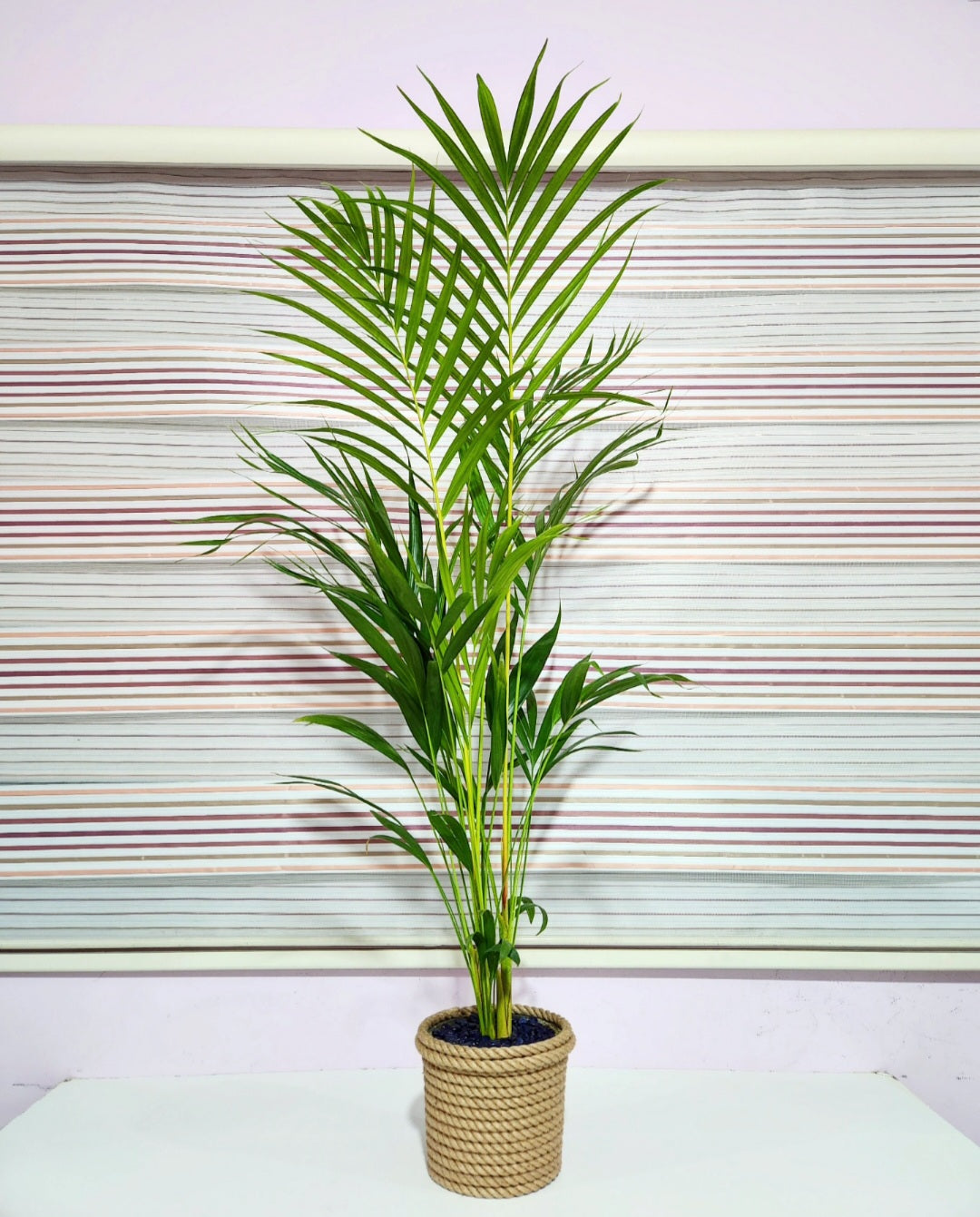 Areca