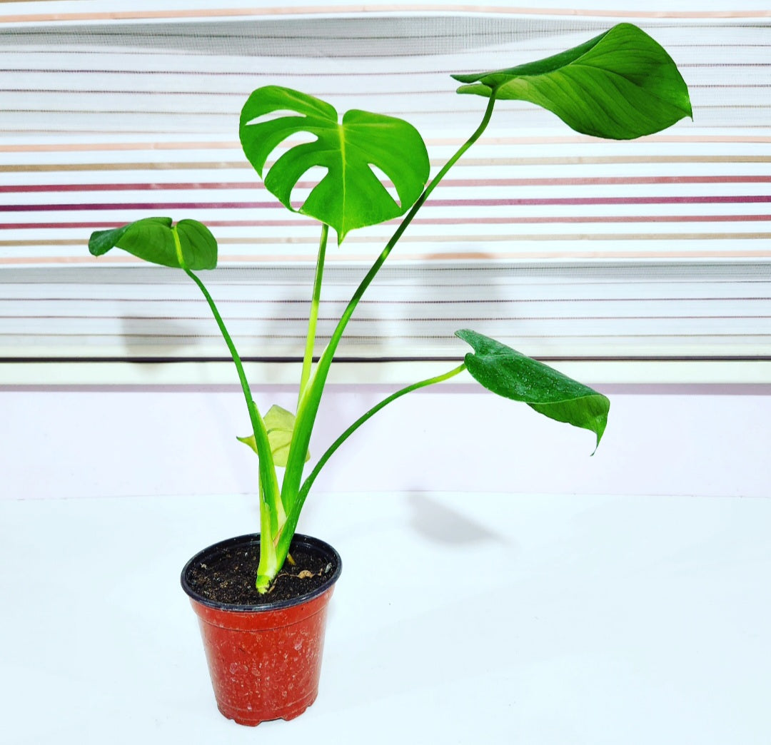 Monstera deliciosa