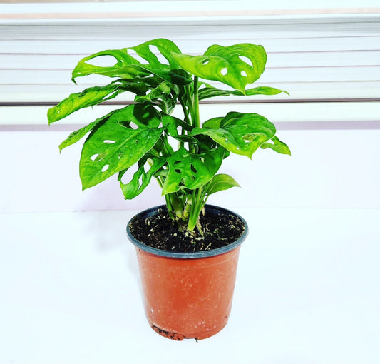 Monstera adansonii monkey mask (swiss cheese)