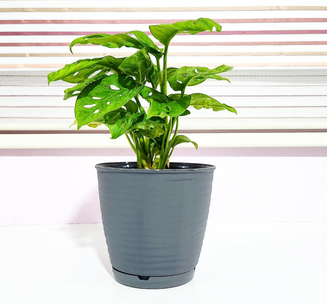 Monstera adansonii monkey mask (swiss cheese)
