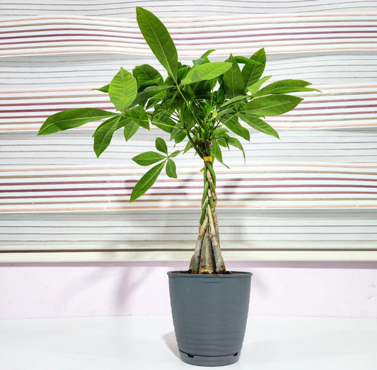 Pachira (money plant)
