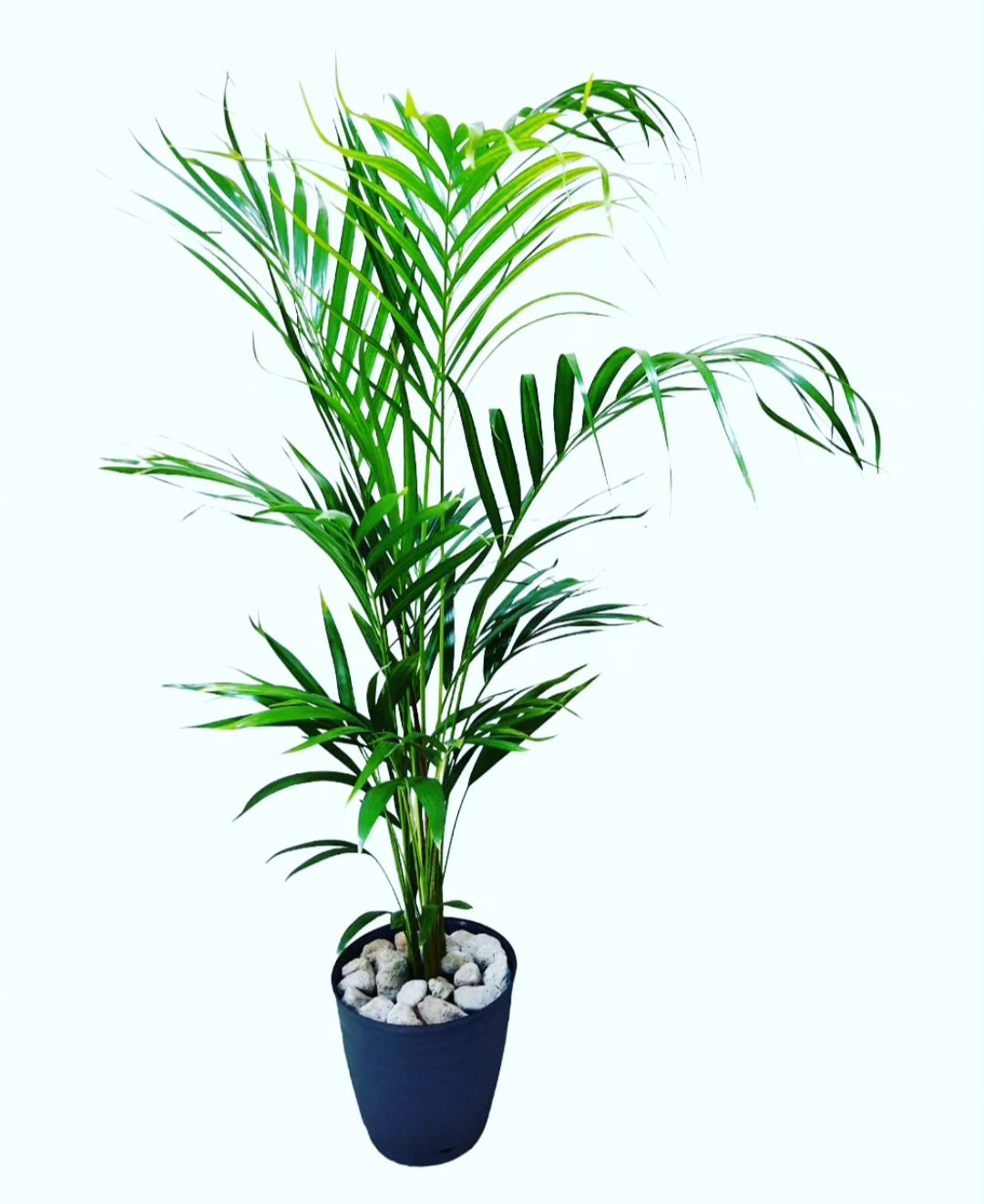 Areca