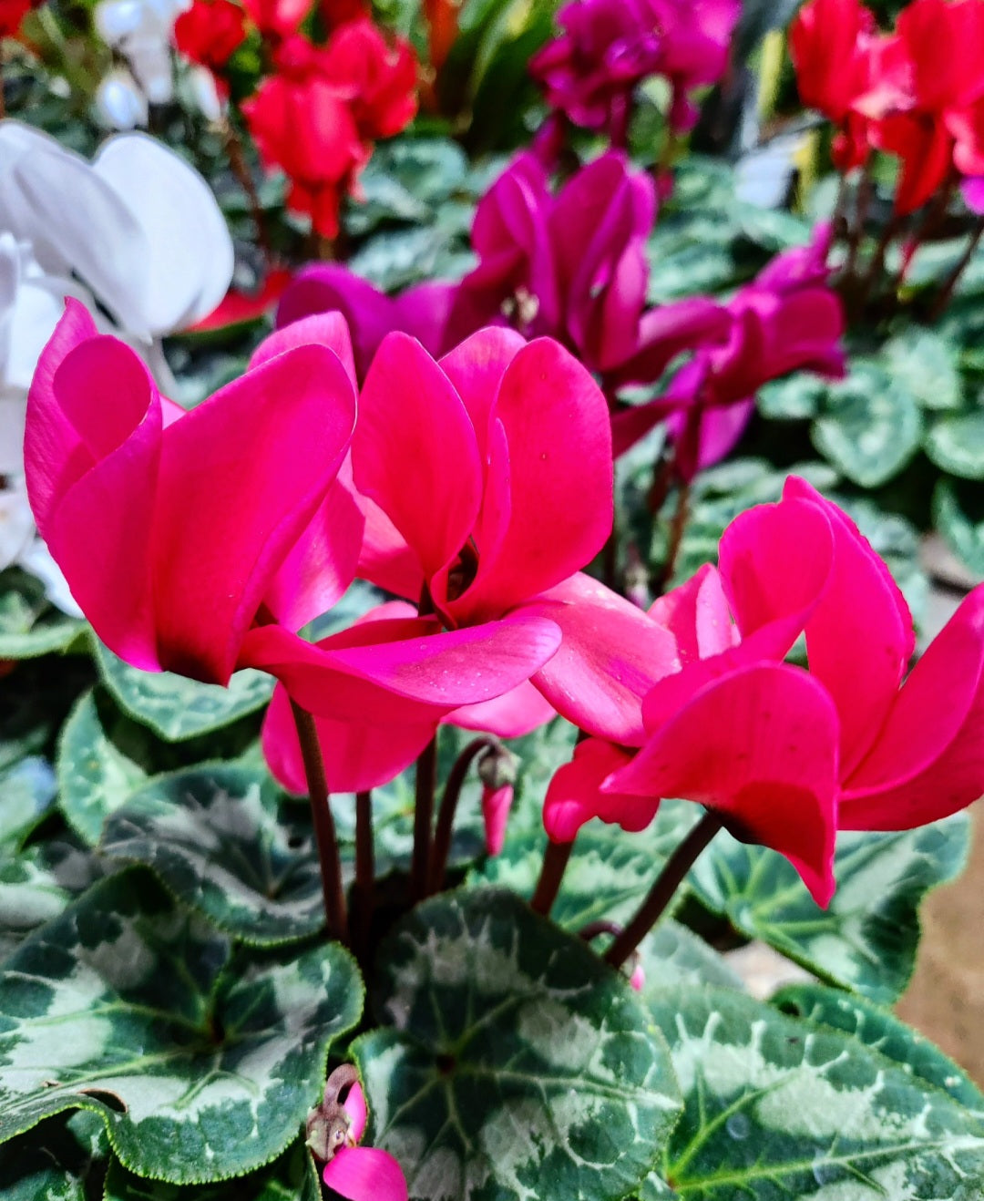 Cyclamen