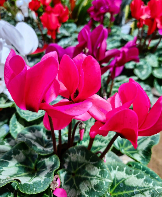 Cyclamen