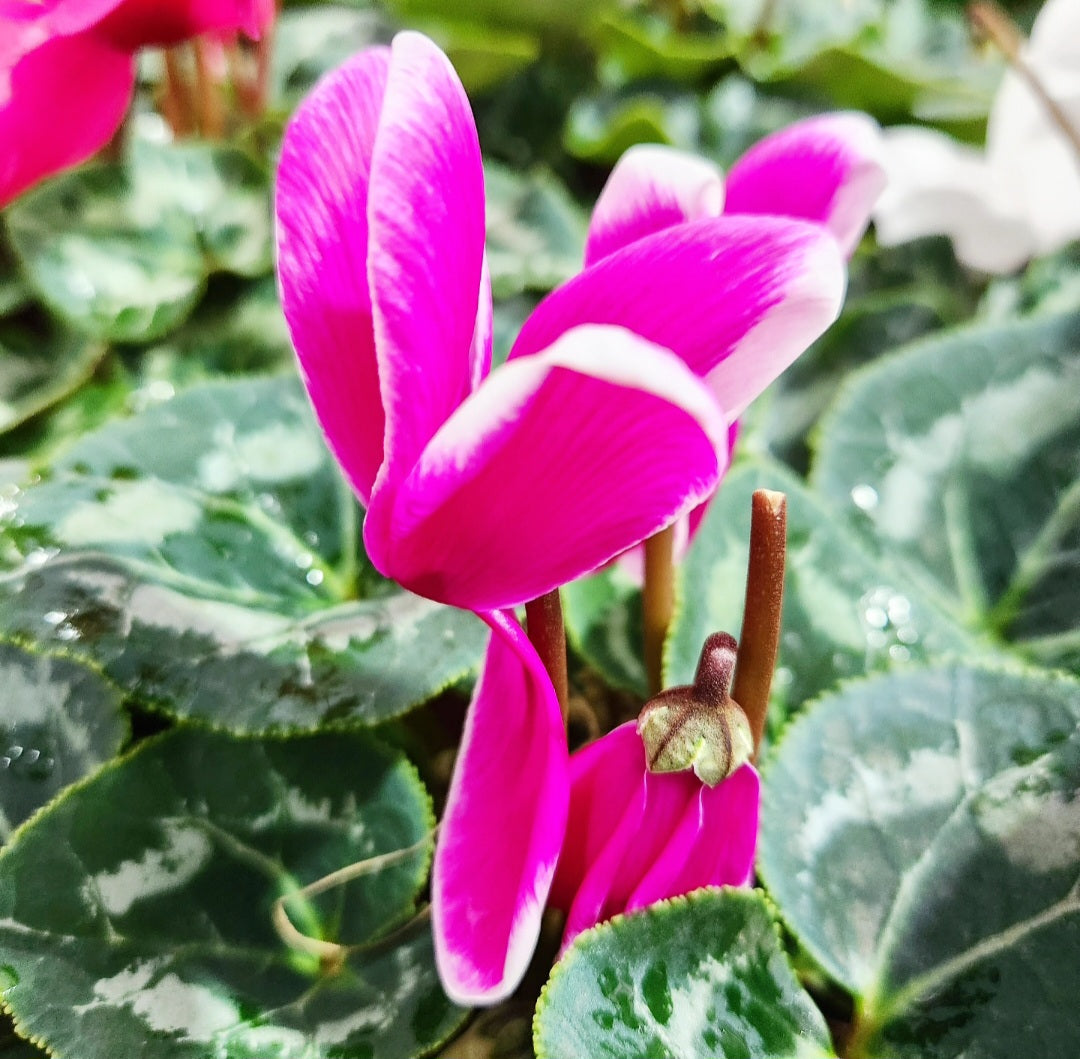 Cyclamen