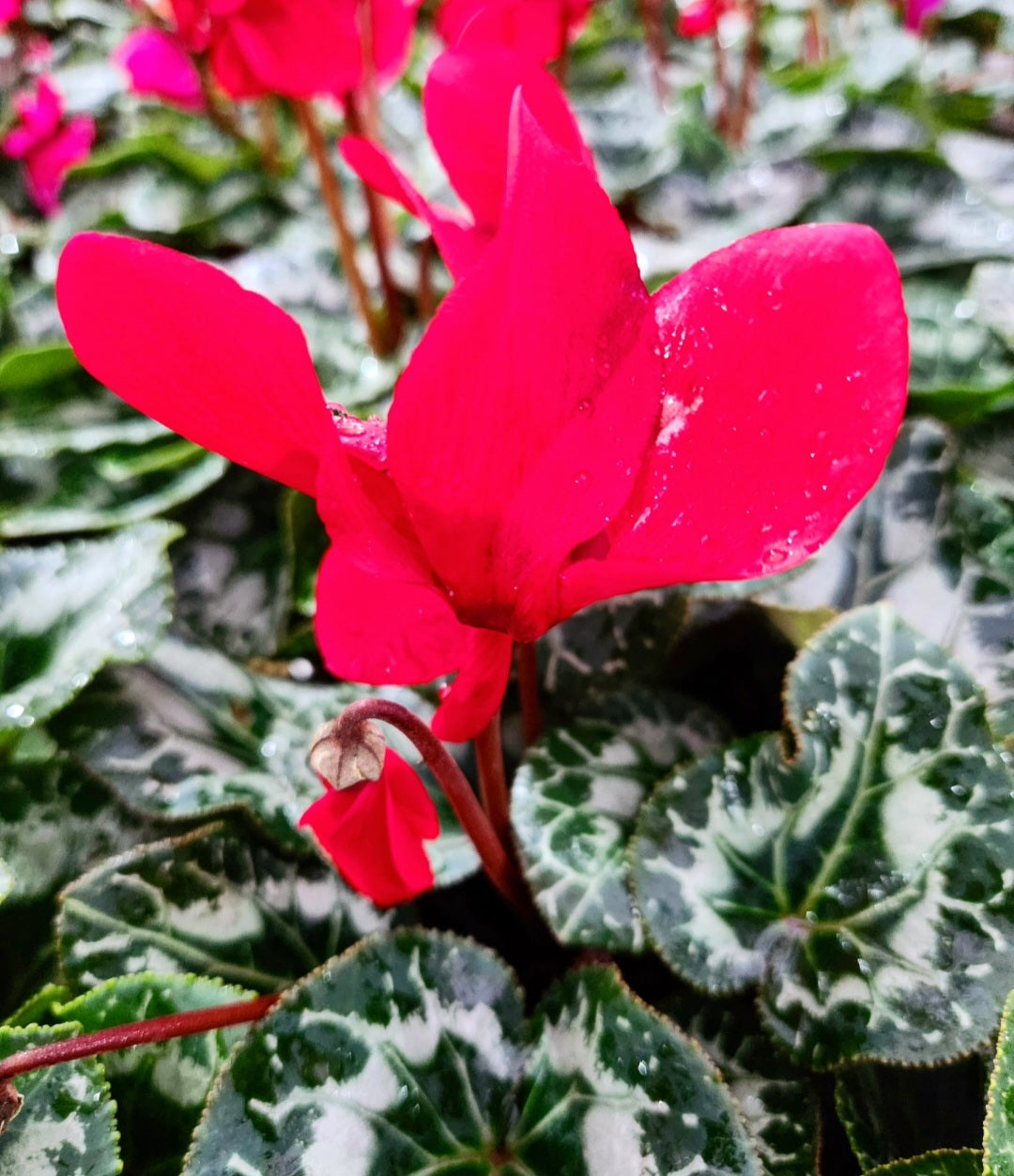 Cyclamen