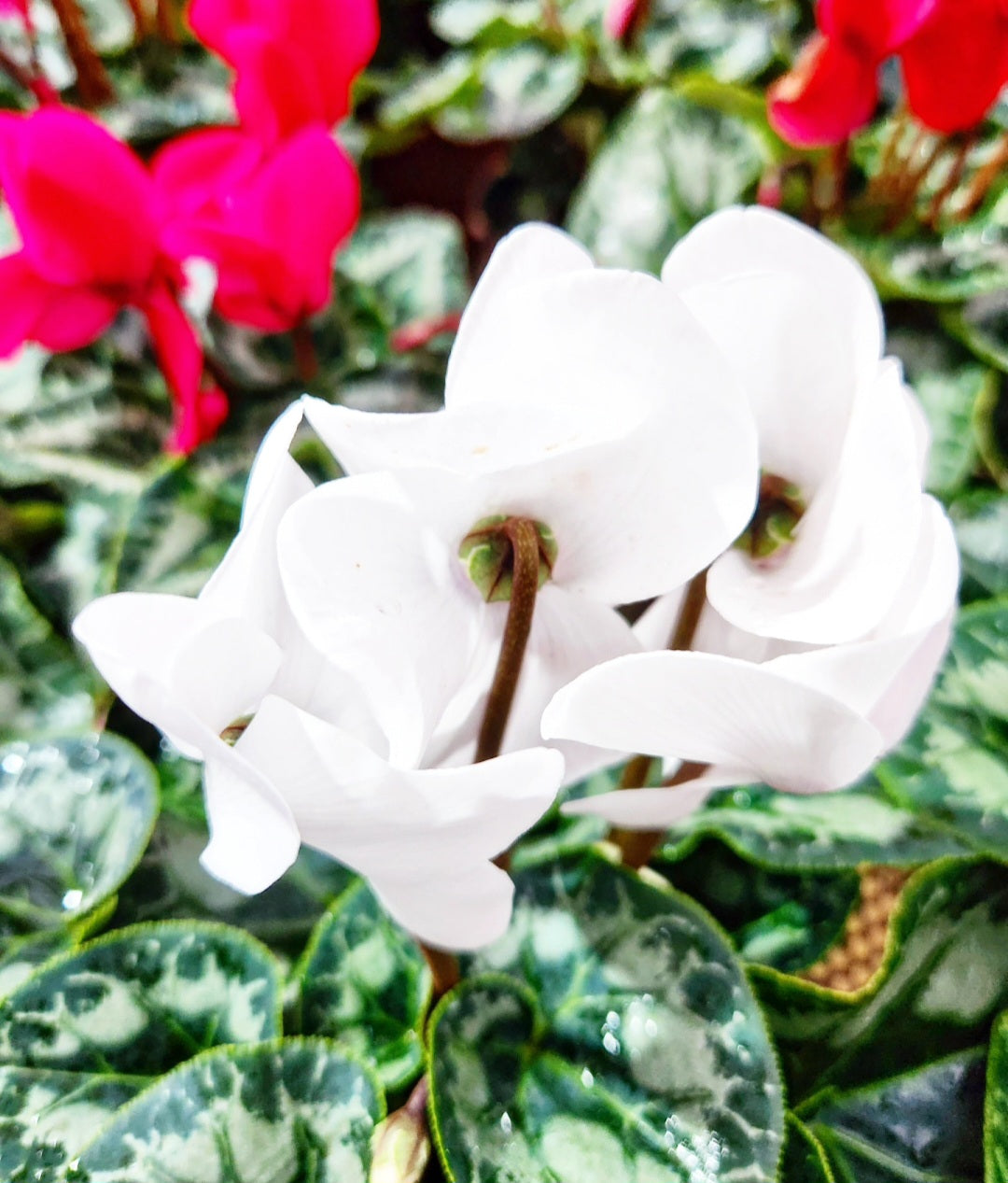 Cyclamen