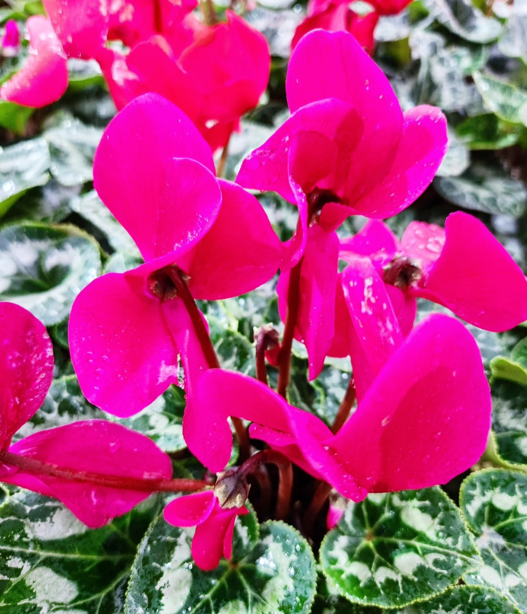 Cyclamen