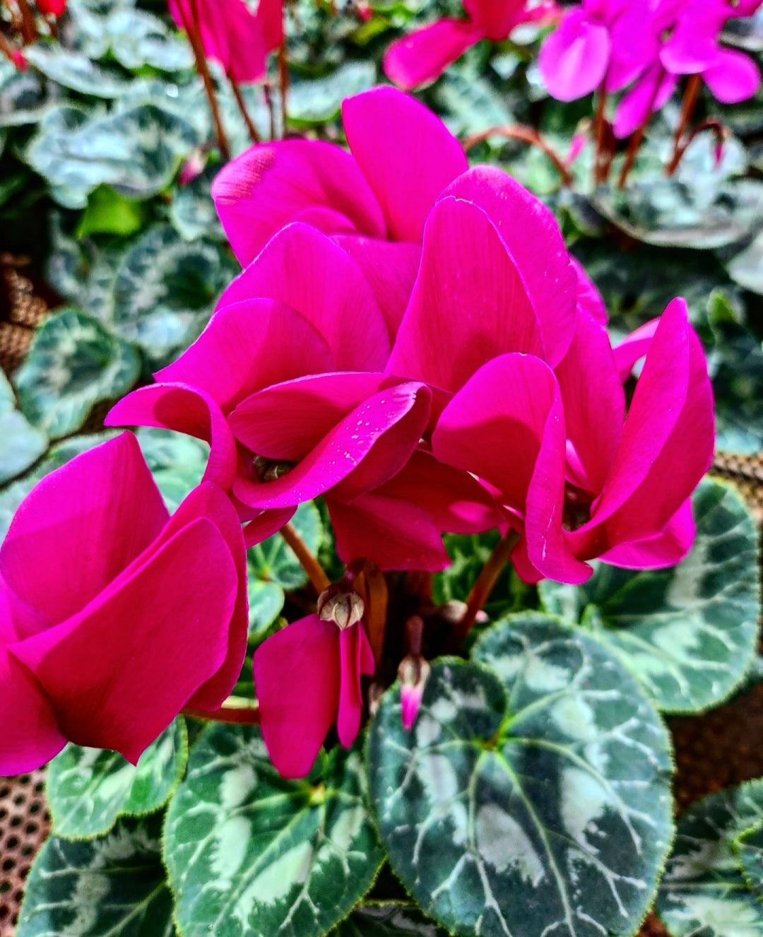 Cyclamen