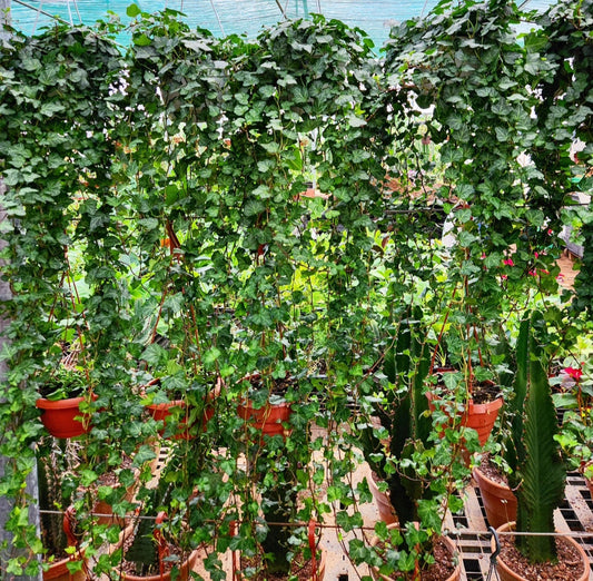 Hedera helix chicago