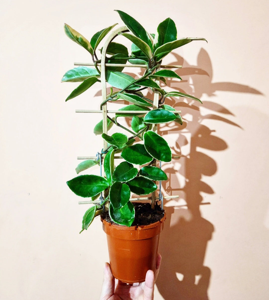 Hoya carnosa krimson queen albomarginata