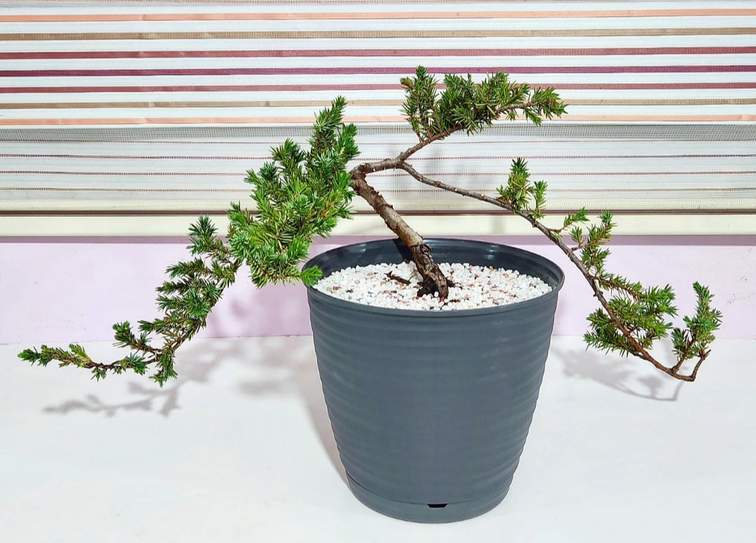 Bonsaï Genevrier (juniper)