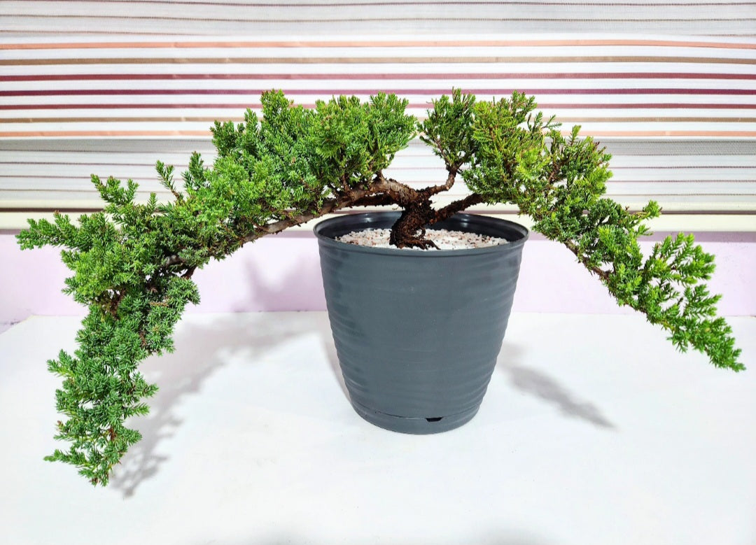 Bonsaï Genevrier (juniper)
